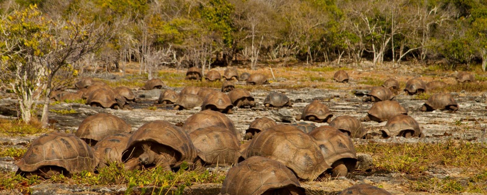 Welcome To Aldabra Seyces Islands Foundation Sif Welcome To Aldabra Seyces Islands Foundation Sif